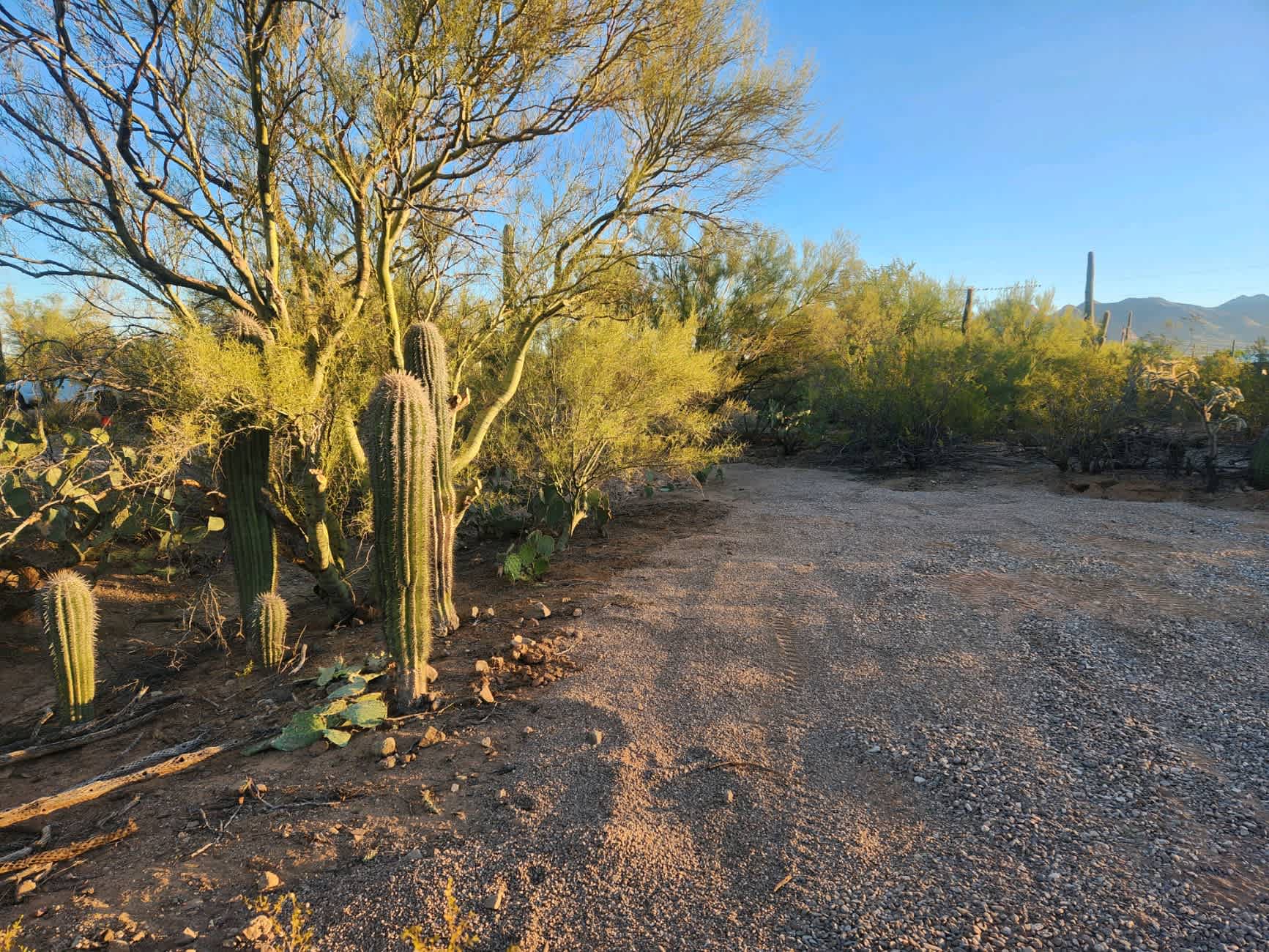 Picture of the site