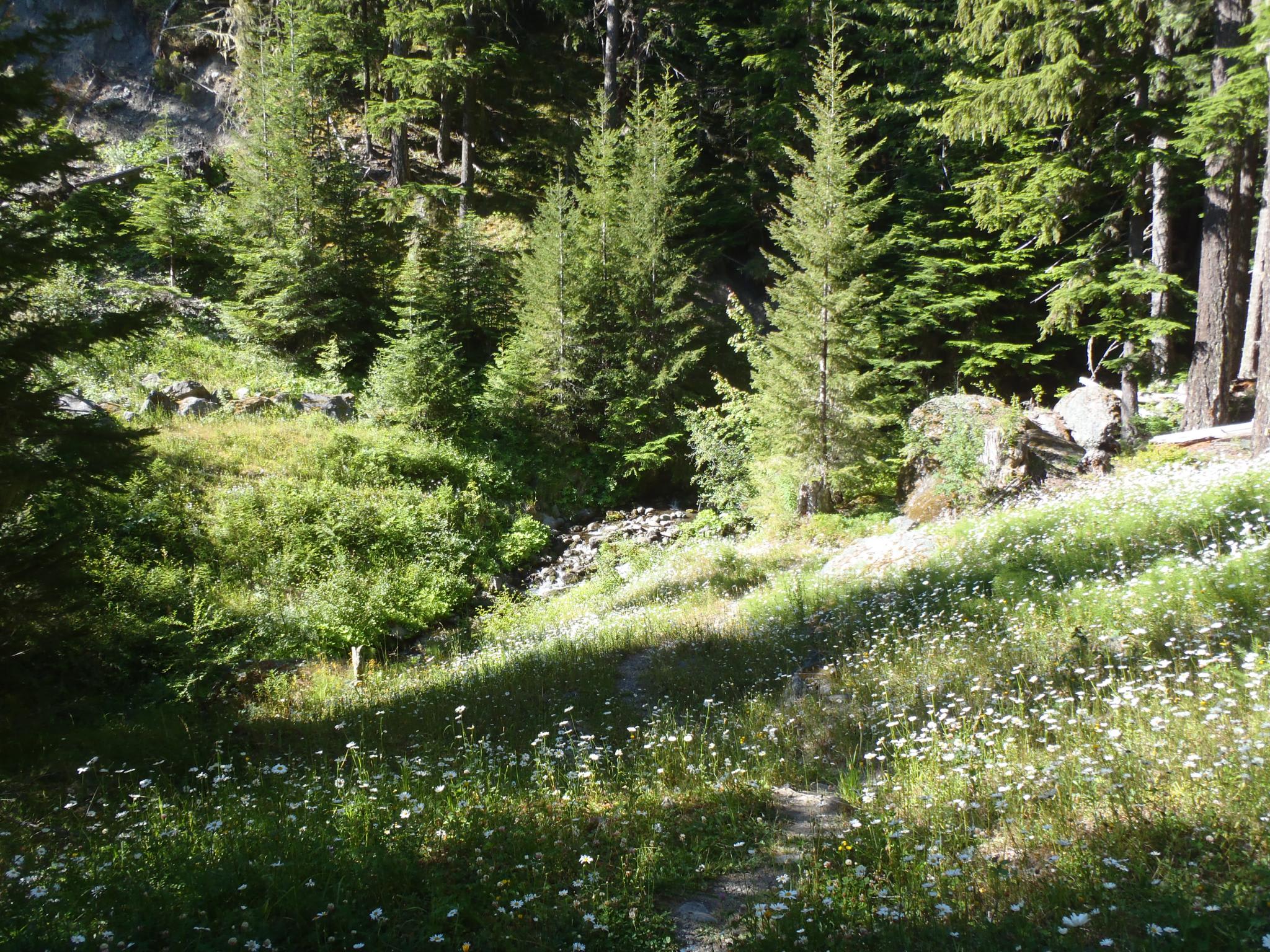 Colonel Bob Trail #851 Dispersed Campground