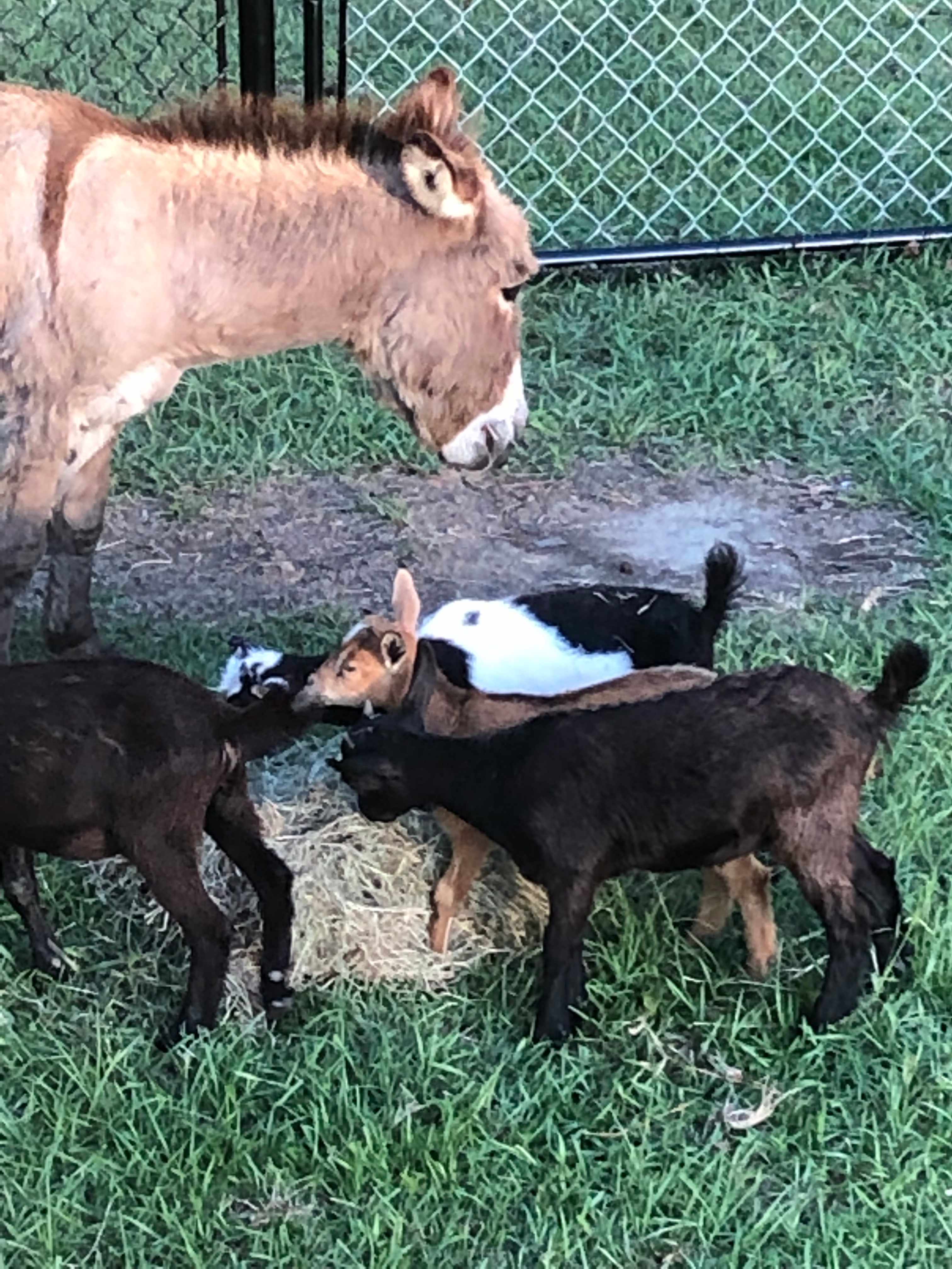 Our critters 