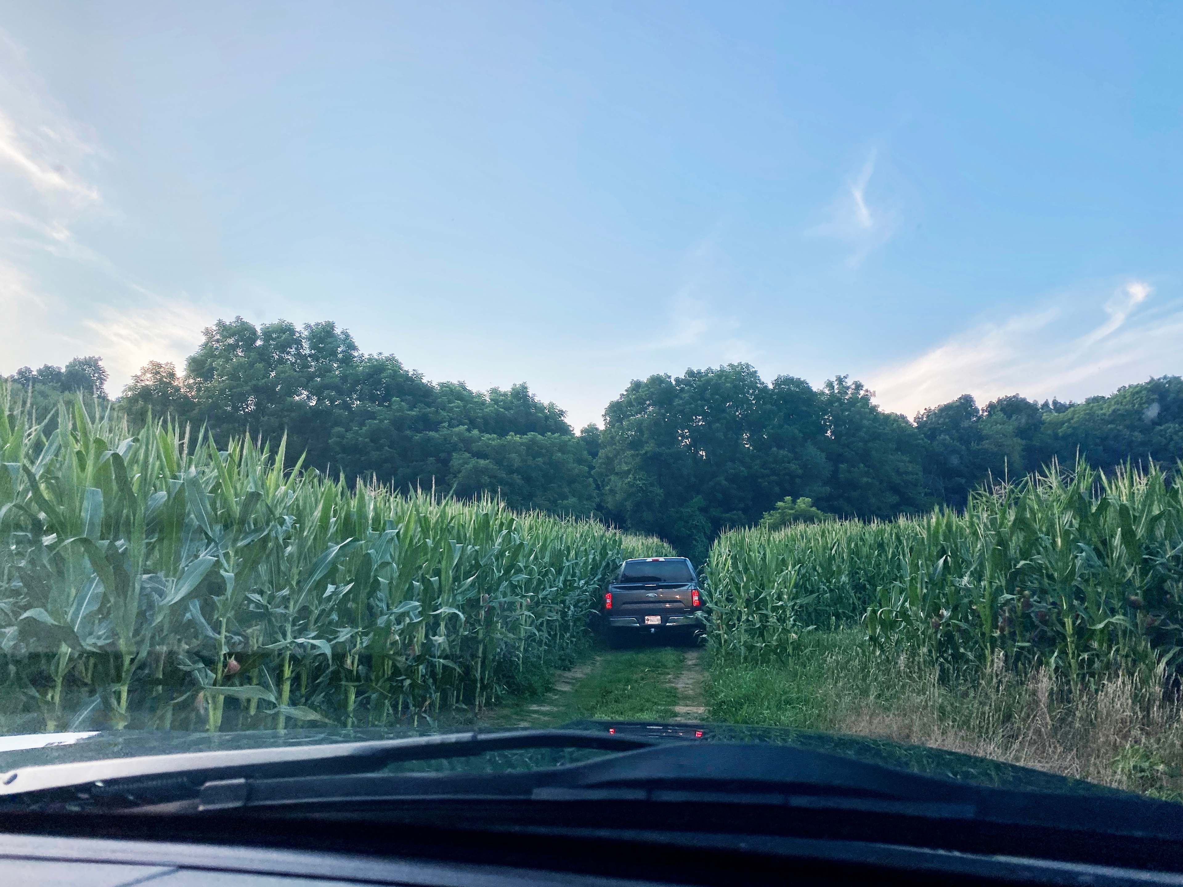 drive back to the campsite through the corn!