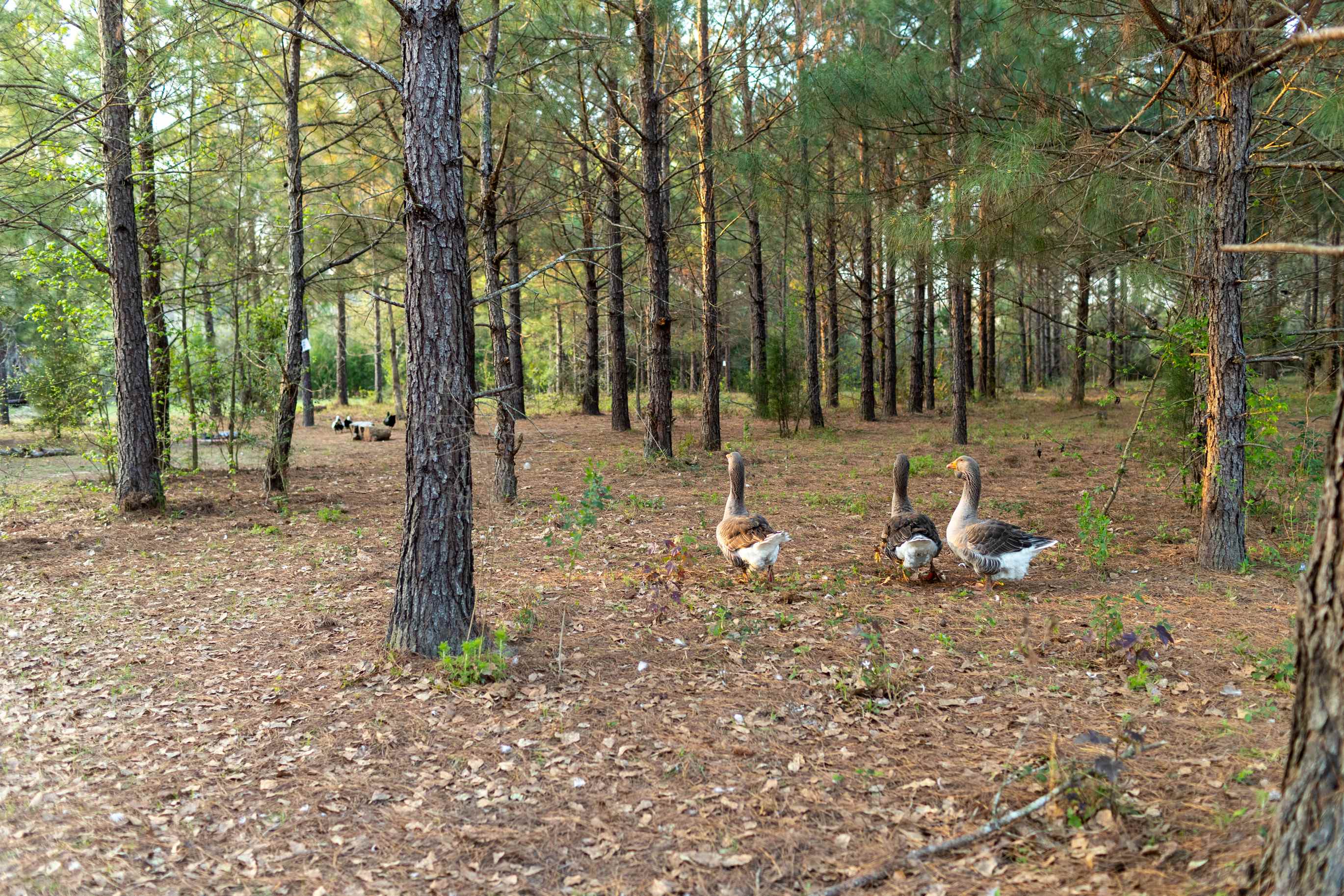 Moonpie Farm and Creamery