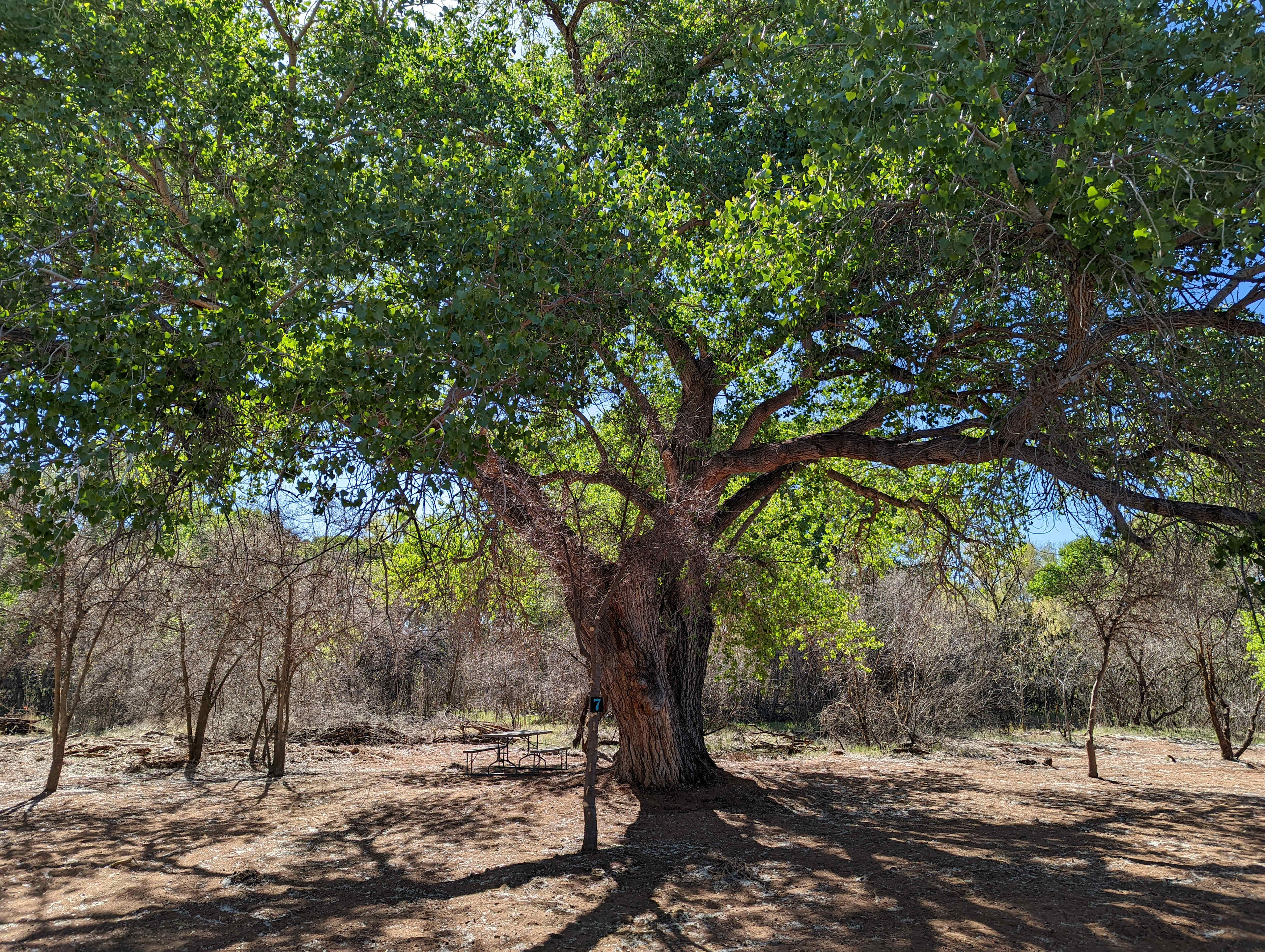 Picture of the site