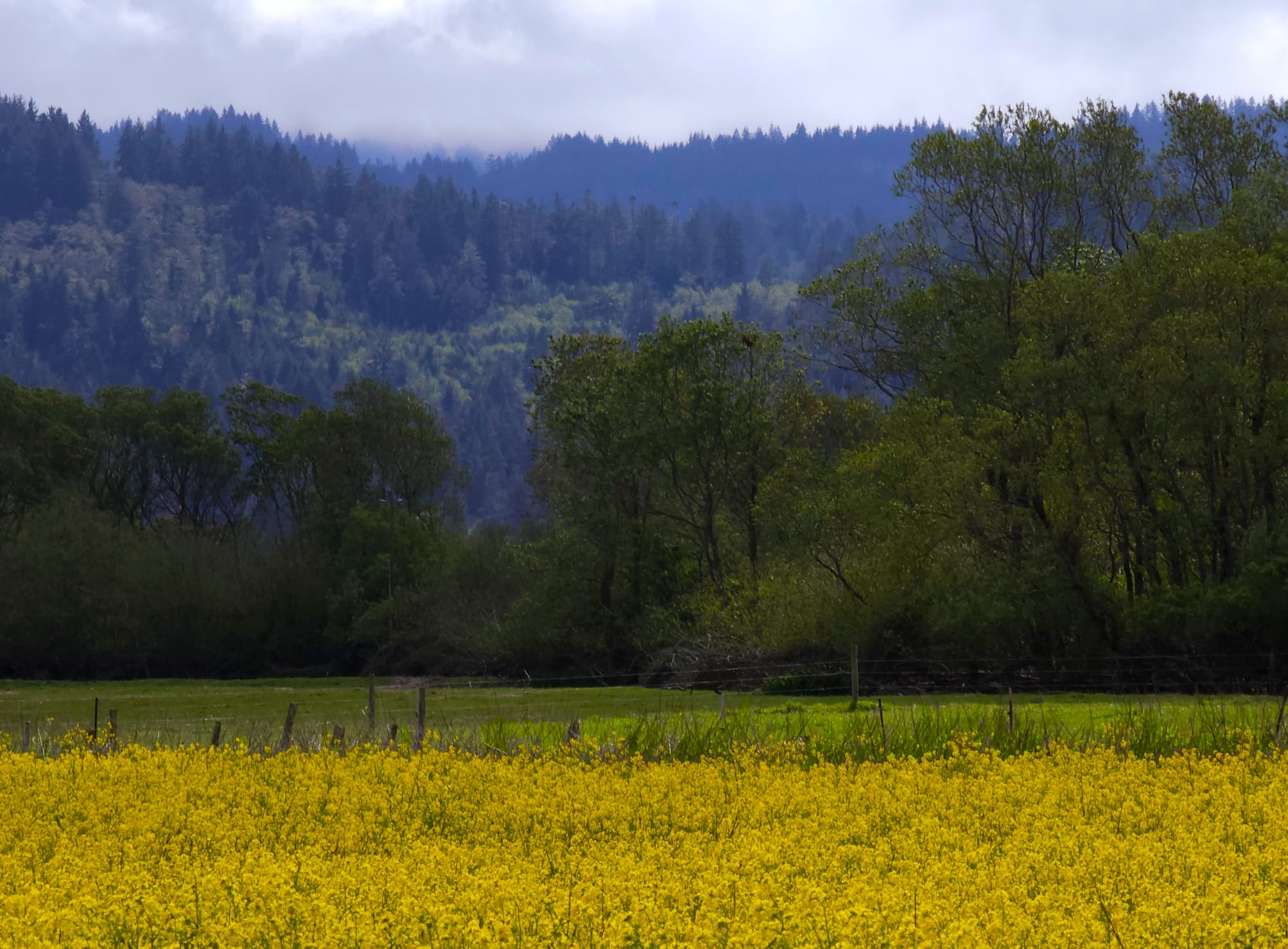 Hidden meadow
