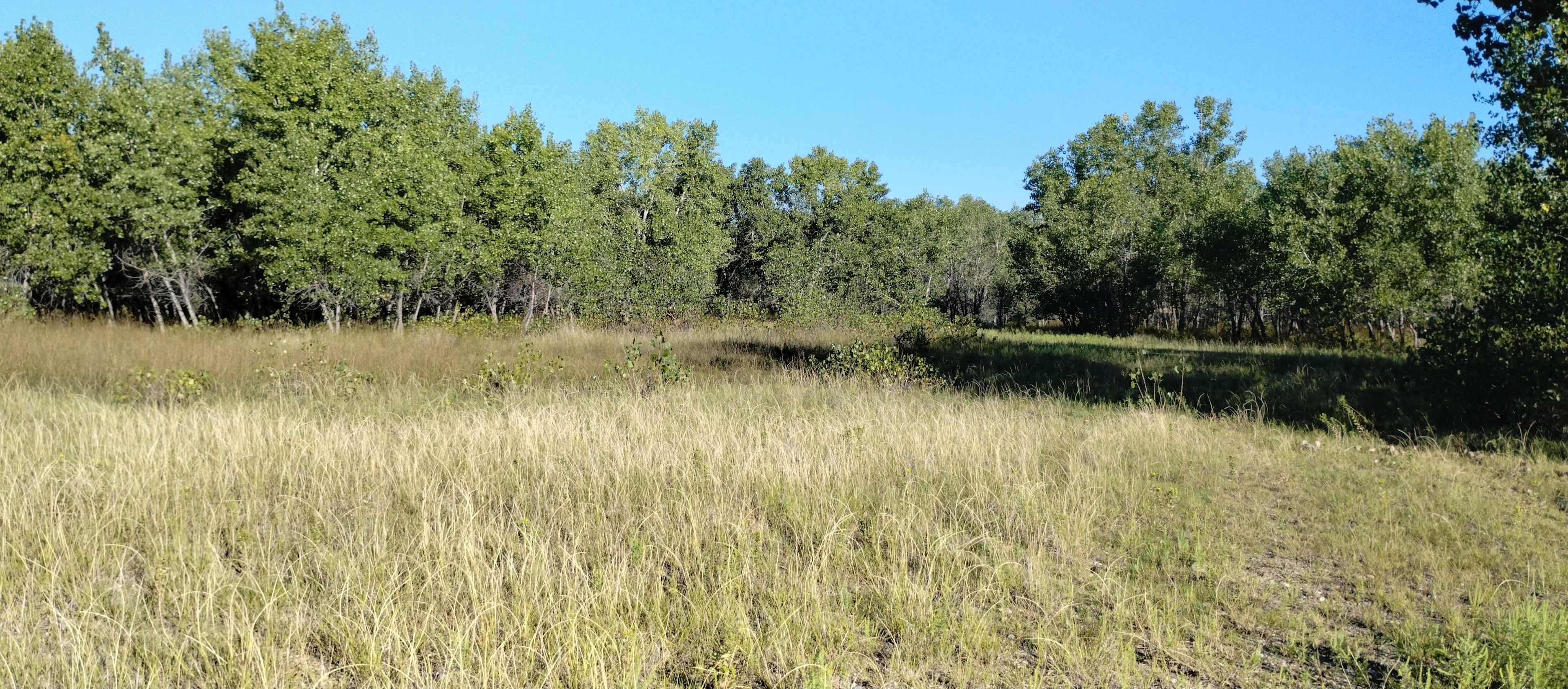 Cheyenne River Bottom